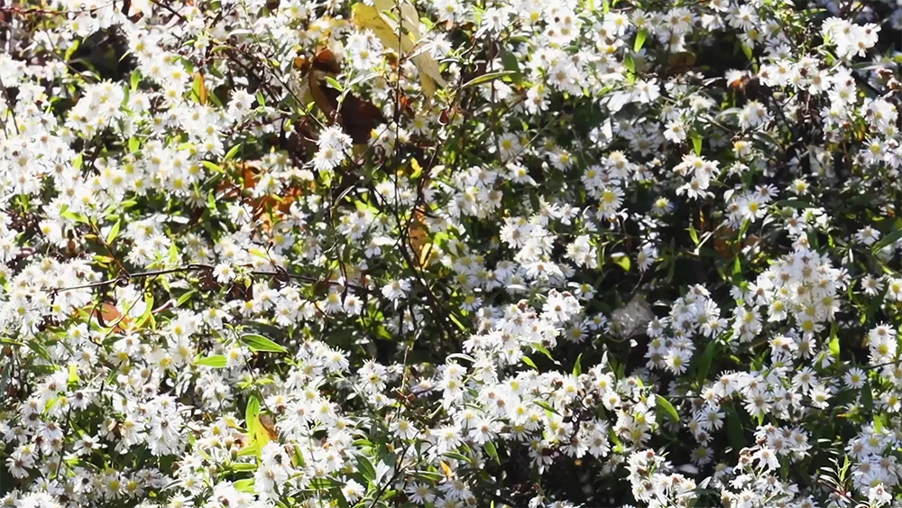 Honey Bee Friendly
