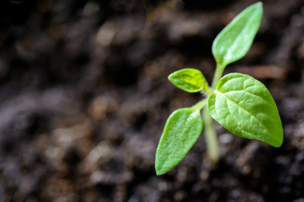 The Day You Plant the Seed Is Not the Day You Eat the Fruit